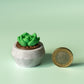 Moonstone Succulent Fidget Clicker with Wrist Strap or Keychain - Happy Tappy Shop