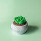 Moonstone Succulent Fidget Clicker with Wrist Strap or Keychain - Happy Tappy Shop